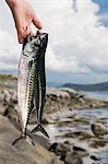 Hand holding fresh mackerels by sea