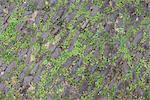 Madeira. Detail of cobblestones interspersed with green plants