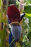 Banana Flower, Jardin Majorelle, Marrakech, Morocco