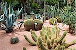 Cactus au Jardin Majorelle, Marrakech, Maroc