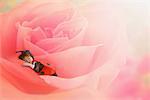 Boy Dressed as Ladybug Sleeping on Pink Rose Flower Bed