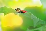 Boy Dressed as Ladybug Sleeping on Leaf