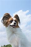 Papillion Dog