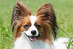 Papillion Dog with Open Mouth