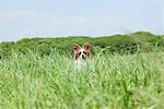 Papillion Hund im Park