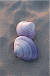 Coquillage sur le sable, les Scharbeutz, Ostholstein, Schleswig-Holstein, Allemagne