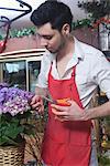 Florist stands cutting hydrangea