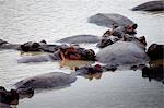 Herd of Hippos cooling off
