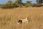 Lions sur les plaines africaines