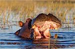 Hippo feeds on river grass