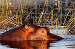 Submerged hippopotamus