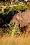 Elephant, eating grass