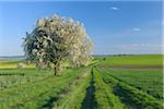 Kirschbaum in Blüte in Ackerland, Franken, Bayern, Deutschland