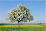 Poirier en fleurs dans la prairie, Mettlach, arrondissement de Merzig-Wadern, Saarland, Allemagne