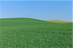 Champ de blé avec ciel clair, Mecklembourg-Poméranie occidentale, Allemagne