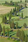 Route sinueuse bordée de cyprès, Monticchiello, Province de Sienne, Toscane, Italie