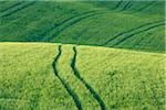 Gros plan du champ de blé avec chemins de roulement, Pienza, Val d'Orcia, Province de Sienne, Toscane, Italie