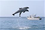 Gemeinsame Bottlenose Delphine springen in der Luft mit Boot im Hintergrund, Karibik, Roatan, Bay Islands, Honduras