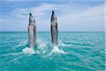 Baleine à bec commune commune natation de dauphins reculons sur leurs queues, mer des Caraïbes, Roatan au Honduras Bay Islands