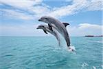 Gemeinsame Bottlenose Delphine springen aus Wasser, Karibik, Roatan, Bay Islands, Honduras