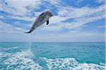 Common Bottlenose Dolphin Jumping in Air, Caribbean Sea, Roatan, Bay Islands, Honduras