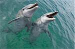 Gemeinsame Bottlenose Delphine, Karibik, Roatan, Bay Islands, Honduras