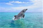 Gemeinsame Bottlenose Dolphin springen aus Wasser, Karibik, Roatan, Bay Islands, Honduras