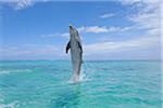 Common Bottlenose Dolphin Swimming Backwards on Tail, Caribbean Sea, Roatan, Bay Islands, Honduras