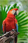Portrait of Scarlet Macaw, Roatan, Bay Islands, Honduras