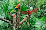 Scarlet Macaws on Tree Stump, Roatan, Bay Islands, Honduras