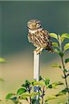 Little Owl, Bavaria, Germany