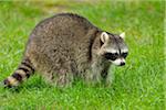 Raccoon, Hesse, Germany