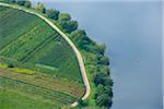 Vue sur le vignoble, la vallée de la Moselle, Cochem-Zell, Rhénanie-Palatinat, Allemagne