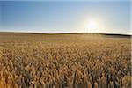 Wheat Field, Marktheidenfeld, Franconia, Bavaria, Germany