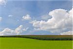 Cornfield and Grassland, Gumpersberg, Odenwaldkreis, Hesse, Germany