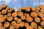 Stacked Logs, Calmont, Bremm, Mosel River, Cochem-Zell, Rhineland-Palatinate, Germany