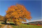 Chemin d'accès, arbre de la cerise, Lindenfels, arrondissement de Bergstrasse, Odenwald, Hesse, Allemagne