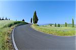 Winding Road with Cypress Trees, Val d'Orcia, Siena Province, Tuscany, Italy