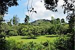 Rainforest, Taman Negara National Park, Pahang, Malaysia