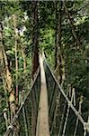 Baldachin Walk, Taman Negara Nationalpark, Pahang, Malaysia