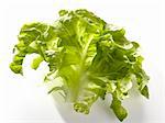 Krisette lettuce leaf