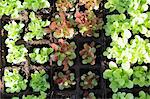 Planting lettuces