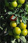 Tomatoes on the plant