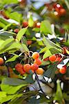 Cerises sur l'arbre