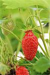 Gariguette strawberries on the plant