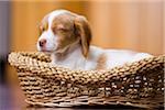 8 Week Old Brittany Spaniel Puppy