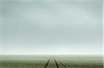 Tracks Through Foggy Farmer's Field