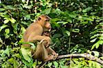 Macaque avec Young, Sabah, Borneo, Malaisie, Asie