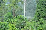 Canopy Walkway Sepilok Rainforest Discovery Center, Sabah, Borneo, Malaisie