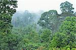 Forêt tropicale, Sepilok Rainforest Discovery Center, Sabah, Borneo, Malaisie